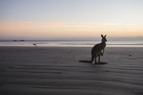 Cape Hillsborough National Park Camping Ground - Dalby Accommodation 2