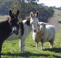 Avaleigh Elms Farmstay - Dalby Accommodation