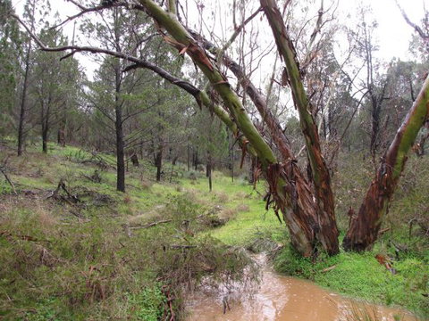 Beetaloo Grove - Dalby Accommodation 2