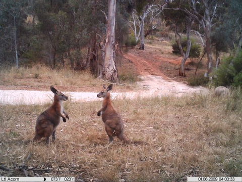 Beetaloo Grove - Dalby Accommodation 3