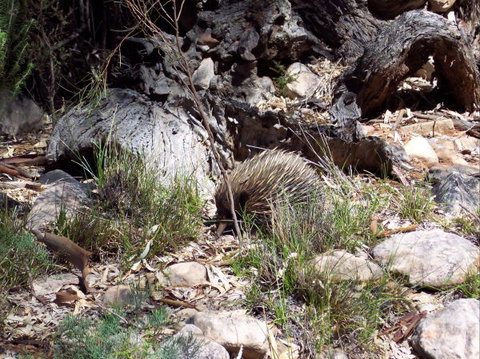 Beetaloo Grove - Dalby Accommodation 4