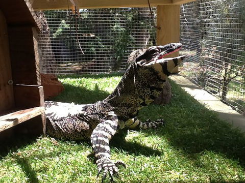 Beechworth Wildlife Stays - Dalby Accommodation 6