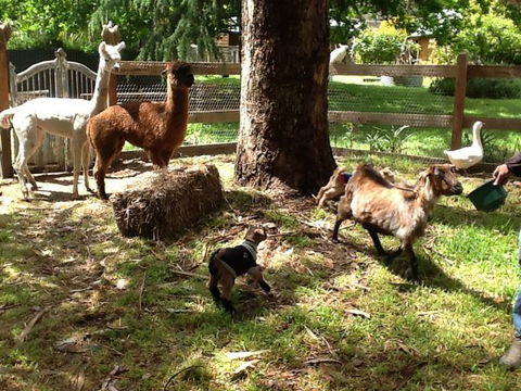 Beechworth Wildlife Stays - Dalby Accommodation 8