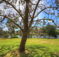 Breakaway Twin Rivers Caravan Park - Dalby Accommodation