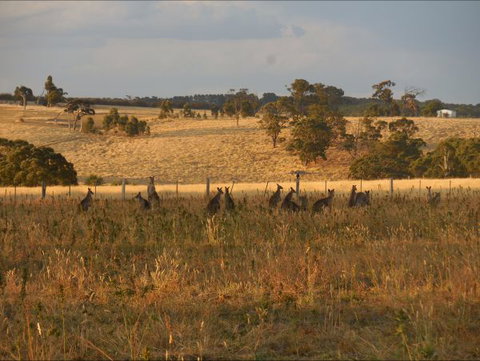 Bunjil Farm - Dalby Accommodation 8