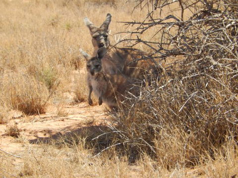 Gnaraloo Station - Dalby Accommodation 3
