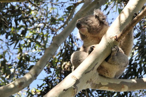 Harmony At Tower Hill - Dalby Accommodation 7