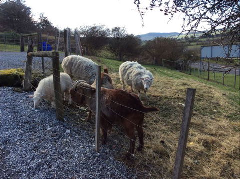 Mole Creek Cabins - Dalby Accommodation 3