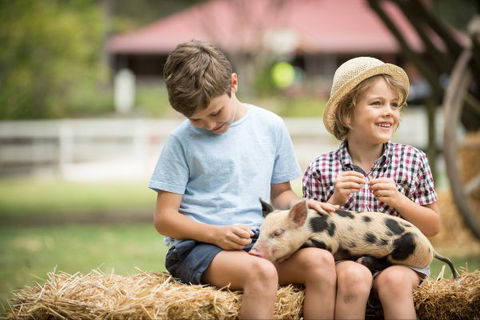 Paradise Country Farmstay - Dalby Accommodation 8