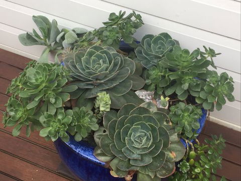 Springtide Studio Apartments - Dalby Accommodation 9