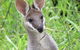 Takarakka Bush Resort Carnarvon Gorge - thumb 8