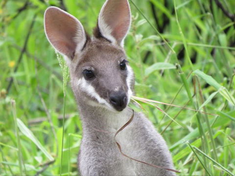 Takarakka Bush Resort Carnarvon Gorge - Dalby Accommodation 8