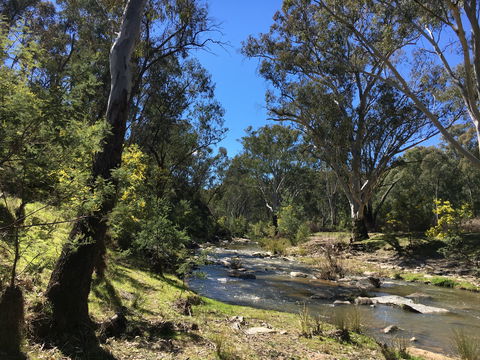 Highfield Farm And Woodland Bush Campsites - Dalby Accommodation 0