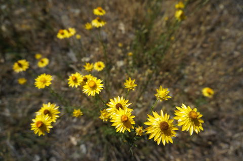 Highfield Farm And Woodland Bush Campsites - Dalby Accommodation 3