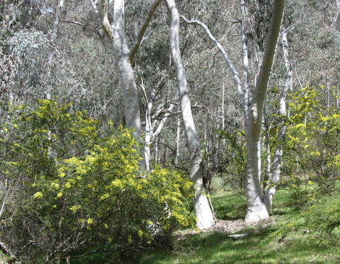 Highfield Farm And Woodland Bush Campsites - Dalby Accommodation 4