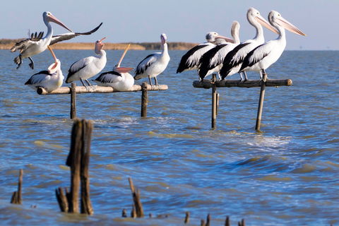 Pelican Perch Retreat - Dalby Accommodation 0