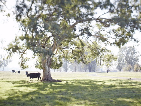 WillOaks B&B - Dalby Accommodation 7