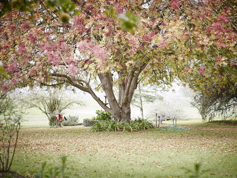 WillOaks B&B - Dalby Accommodation 8