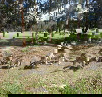 Golf View Motel - Dalby Accommodation