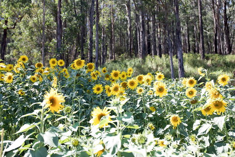 Gracefield Estate - Dalby Accommodation 1