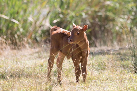 Gracefield Estate - Dalby Accommodation 2