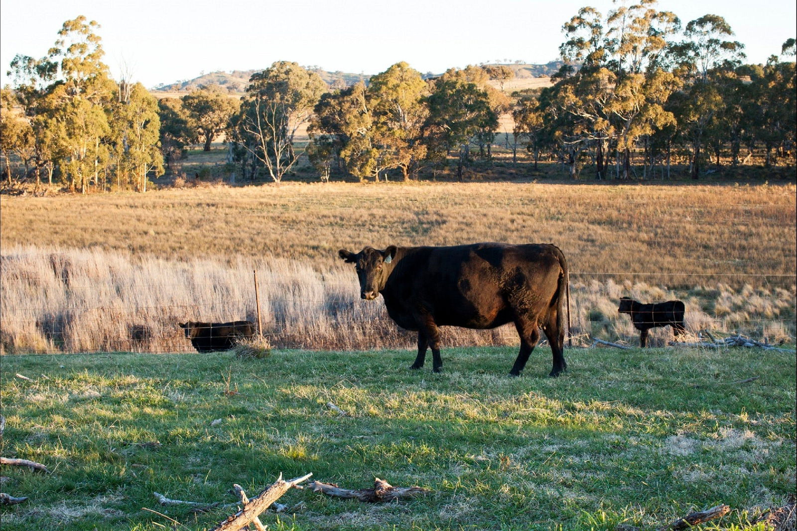 Meroo NSW Dalby Accommodation
