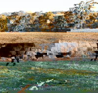 Lone Pine Homestead - Dalby Accommodation