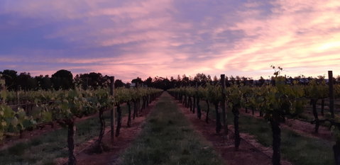 Milawa Vineyard Views - Dalby Accommodation 0