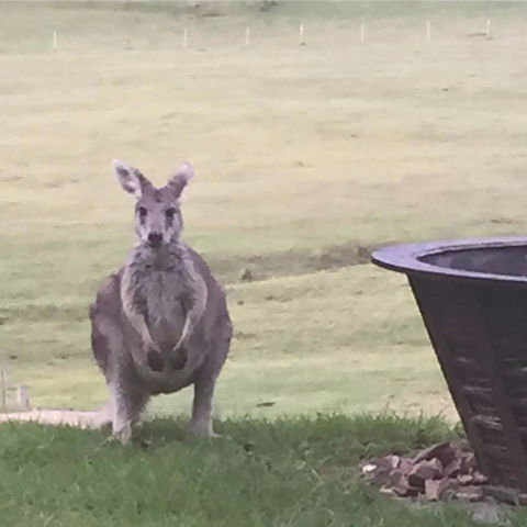 Valle Laguna - Dalby Accommodation 4