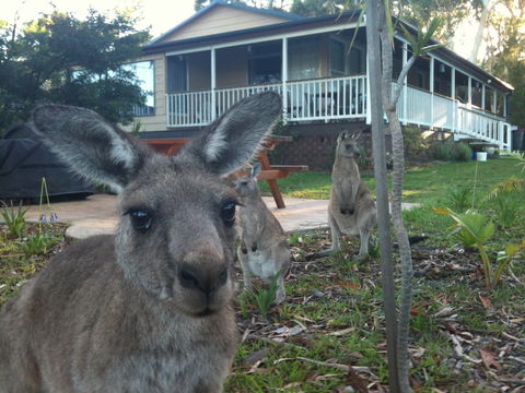Bush And Bay Cottage - Dalby Accommodation 0