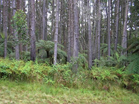Daisy Plains Huts - Dalby Accommodation 1