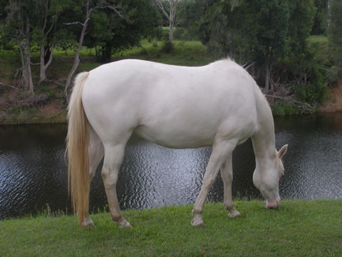 Imbil Bridge Farm And Homestead - Dalby Accommodation 1