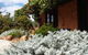 Kangaroos In The Top Paddock - thumb 0