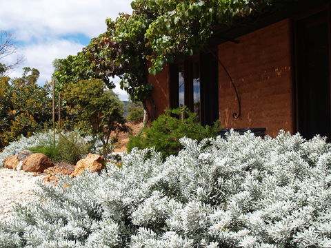 Kangaroos In The Top Paddock - Dalby Accommodation 0
