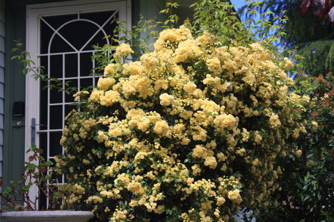 Katoomba Green Gables - Dalby Accommodation 2