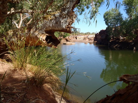 Peedamulla Campground And Cultural Tours - Dalby Accommodation 1