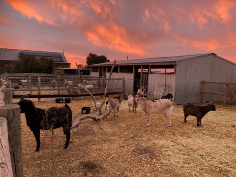 Tarnasey Farm - Grandma's Getaway - Dalby Accommodation 2