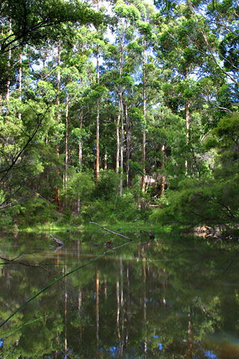 Peppermint Grove Retreat - Dalby Accommodation 0