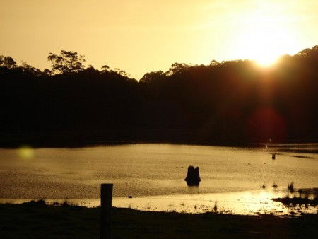 Diamond Tree Farm Stay - Dalby Accommodation 4