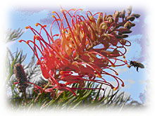 Mimosa Hill Wildflower Farm Cottages - Dalby Accommodation 1