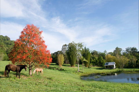 Nimbin Waterfall Retreat - Dalby Accommodation 1
