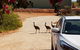 Ningaloo Bed And Breakfast - thumb 1