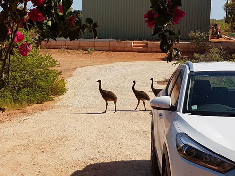 Ningaloo Bed And Breakfast - Dalby Accommodation 1