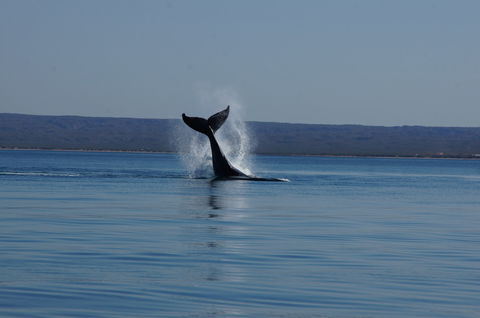 Ningaloo Bed And Breakfast - Dalby Accommodation 2