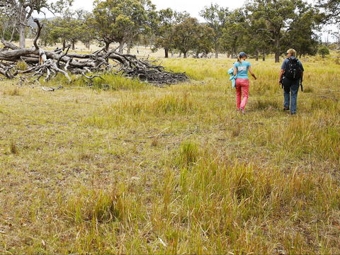 Sundown National Park Camping - Dalby Accommodation 2