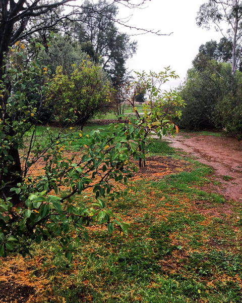 Whispering Pines Farm Stay - Dalby Accommodation 1