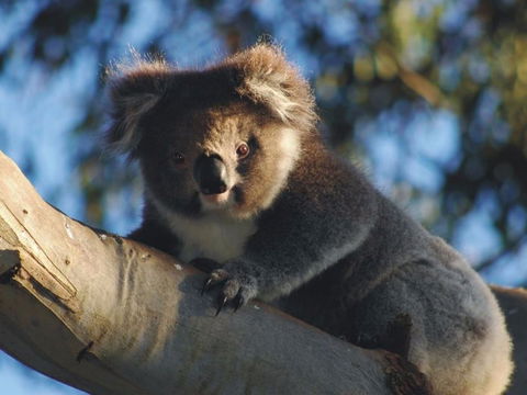 Bimbi Park Camping Under Koalas - Dalby Accommodation 0
