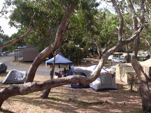 Bimbi Park Camping Under Koalas - Dalby Accommodation 1