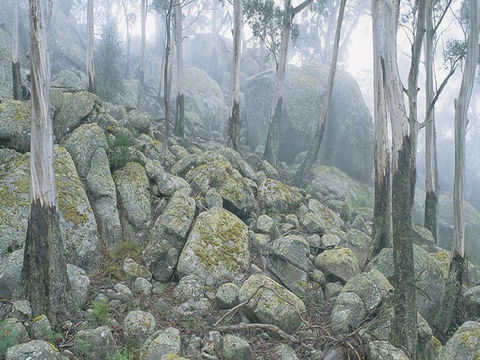 Waratah Gully Campground - Dalby Accommodation 0