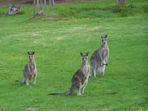 Sunway Farm B And B And Tours - Dalby Accommodation 1